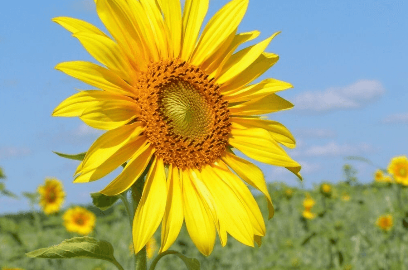 Соняшник у серпні: етапи дозрівання, догляд та поради зі збору врожаю