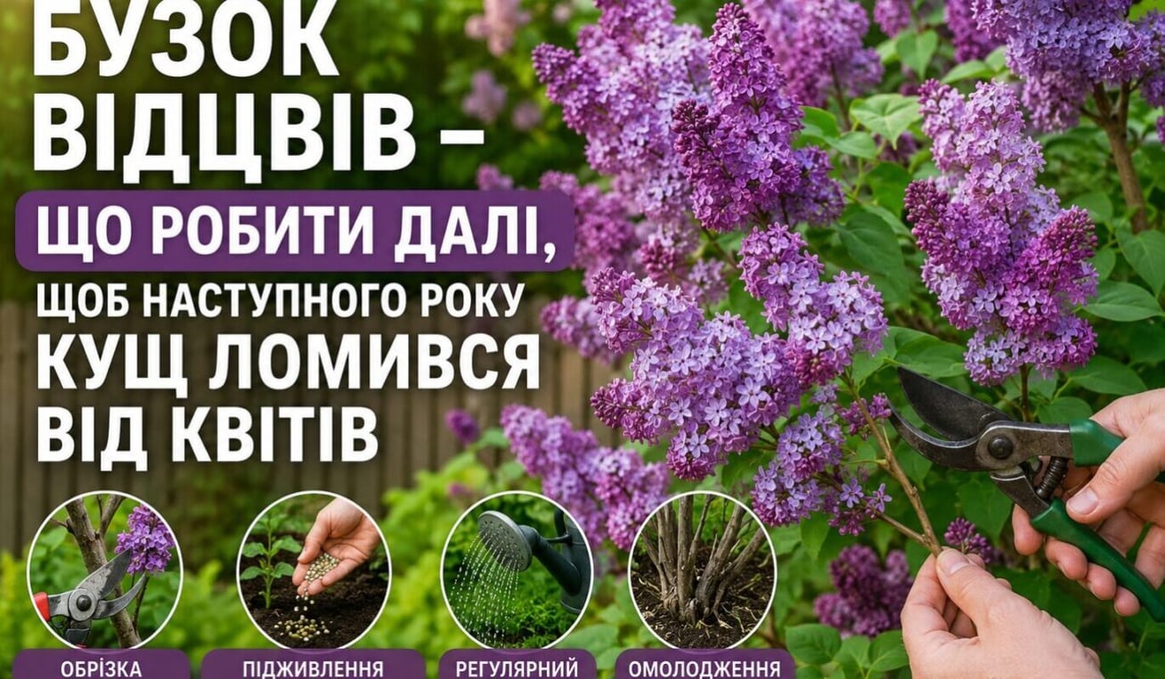 Бузок відцвів - що робити далі, щоб наступного року кущ ломився від квітів