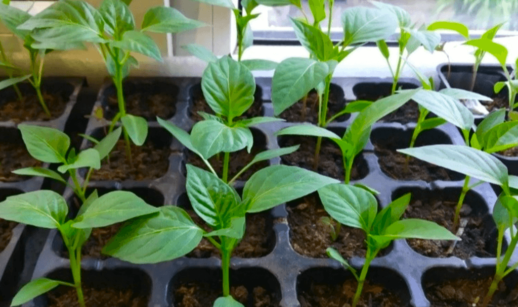 Всі секрети та хитрощі, як виростити якісну розсаду перцю. Прочитала колись у старій газеті і вже 5 років маю великий урожай