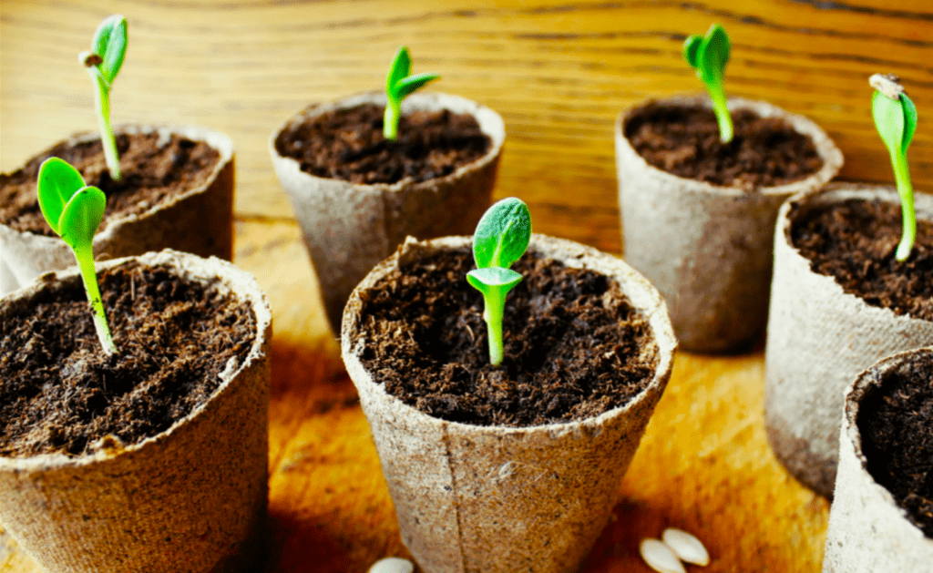 Вирощую огірки на заздрість сусідам! Перевірений спосіб, як підготувати грядки