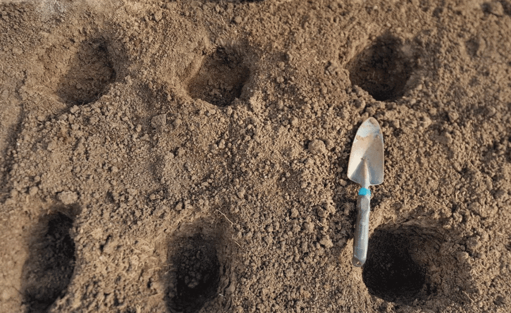 Як зміцнити помідори, перед посадкою в ґрунт! Достатньо всього лише 1 ст. ложки добрива