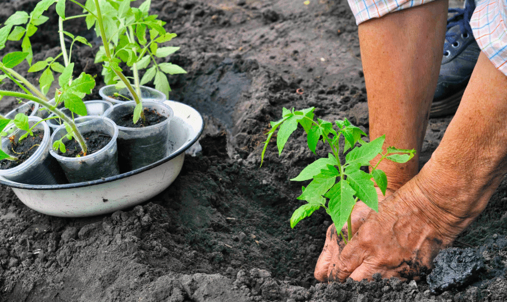 Як правильно та коли висаджувати розсаду помідорів! Все, як дідо навчив