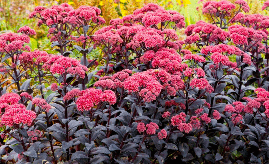 Найбільш невибагливі багаторічні квіти та декоративні чагарники: посадив і забув