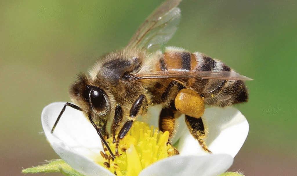 10 дивовижних фактів про бджіл, які вас здивують