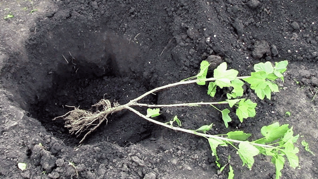 Як розмножити смородину гілочкою: простий спосіб для кожного