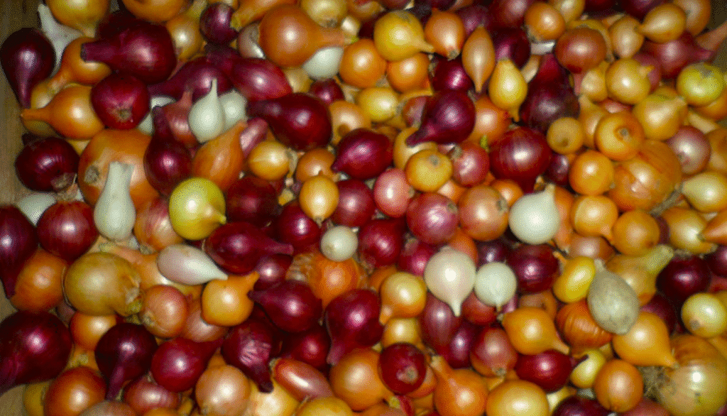 Обробляю цибулю-сіянку перед посадкою в грунт так кожного року і завжди збираю багатий урожай міцної і великої цибулі