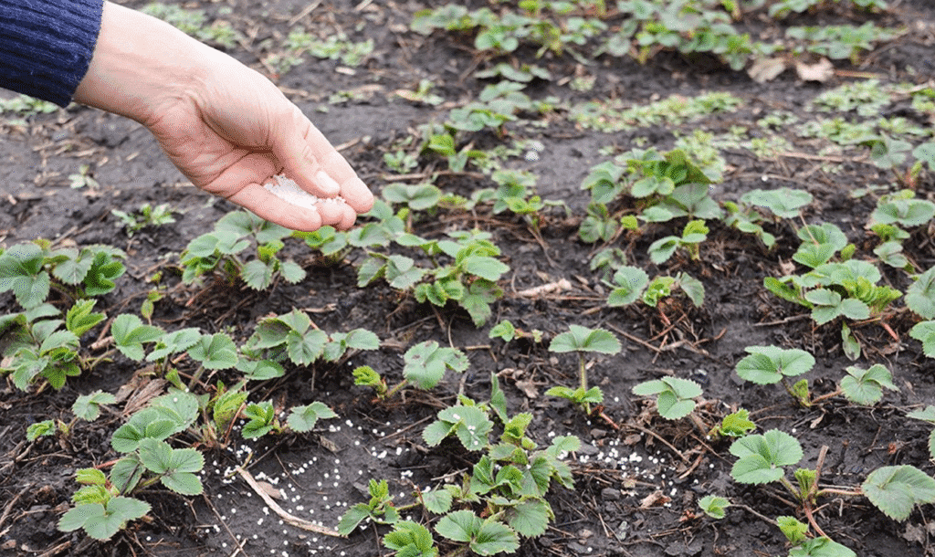 Догляд за полуницею навесні народними методами: секрети багатого врожаю
