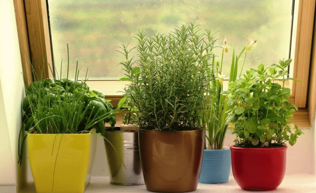 Що посадити на підвіконні: зелень і прянощі цілий рік
