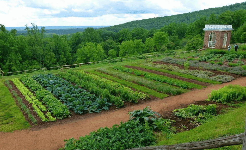 Що таке сівозміна і навіщо вона потрібна