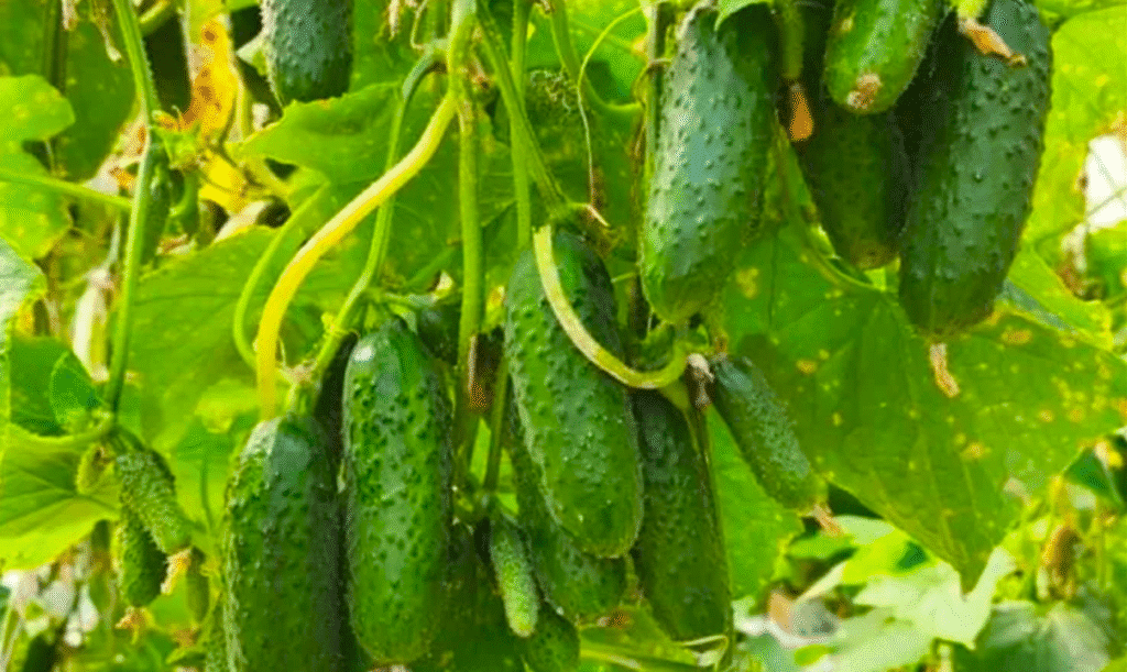 Посадив Огірки за методом “Фінського фермера” і був здивований: по 10 кг урожаю з куща до пізньої осені – 4 “Найродючіші” сорти