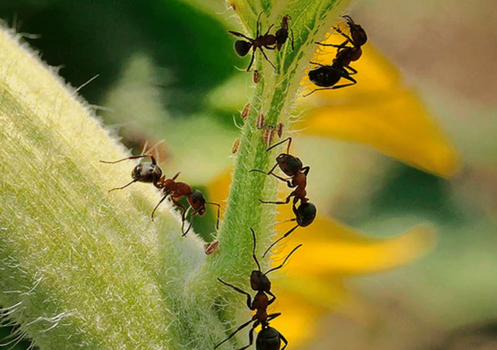 Цікаві факти про садових комах, які варто знати