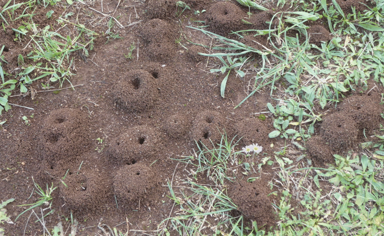 5 ефективних способів позбутися мурашників на вашій ділянці природним шляхом