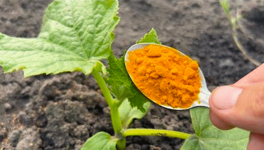 Огірки та Помідори швидко йдуть на зріст, не хворіють і рясно плодоносять! Ось простий засіб!