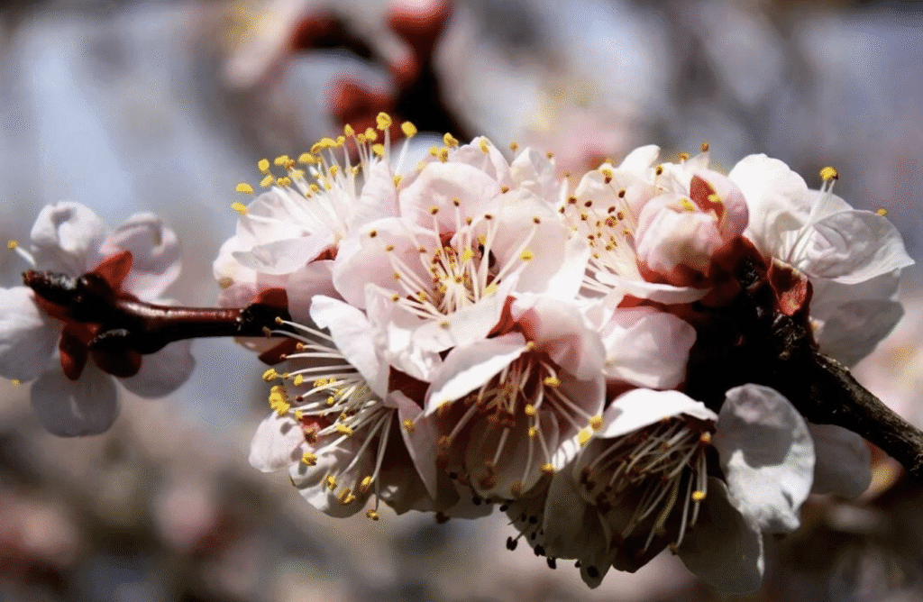 Як захистити сад від травневих заморозків – прості поради для дачників