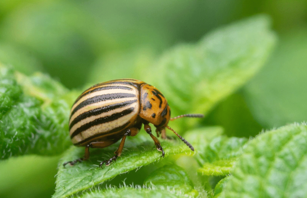 колорадський жук