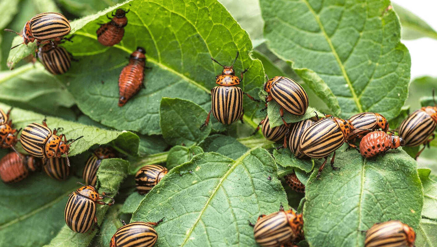 колорадський жук