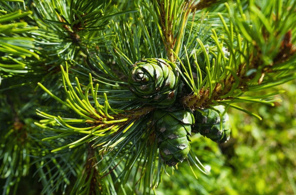 сосновий мед з шишок