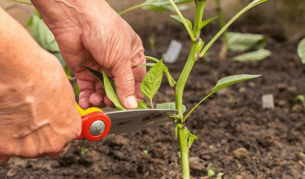 червень на городі