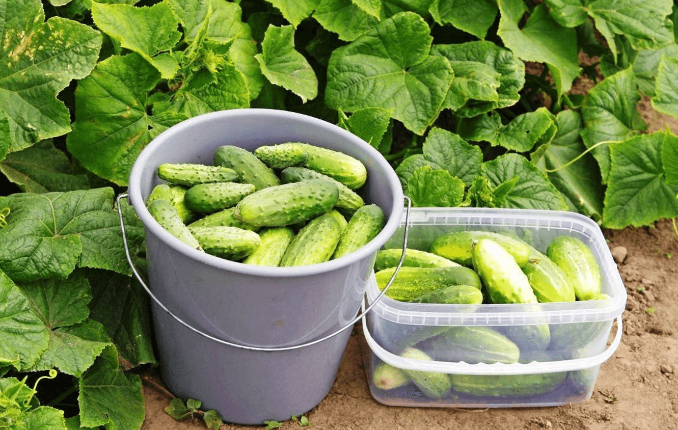 червень на городі