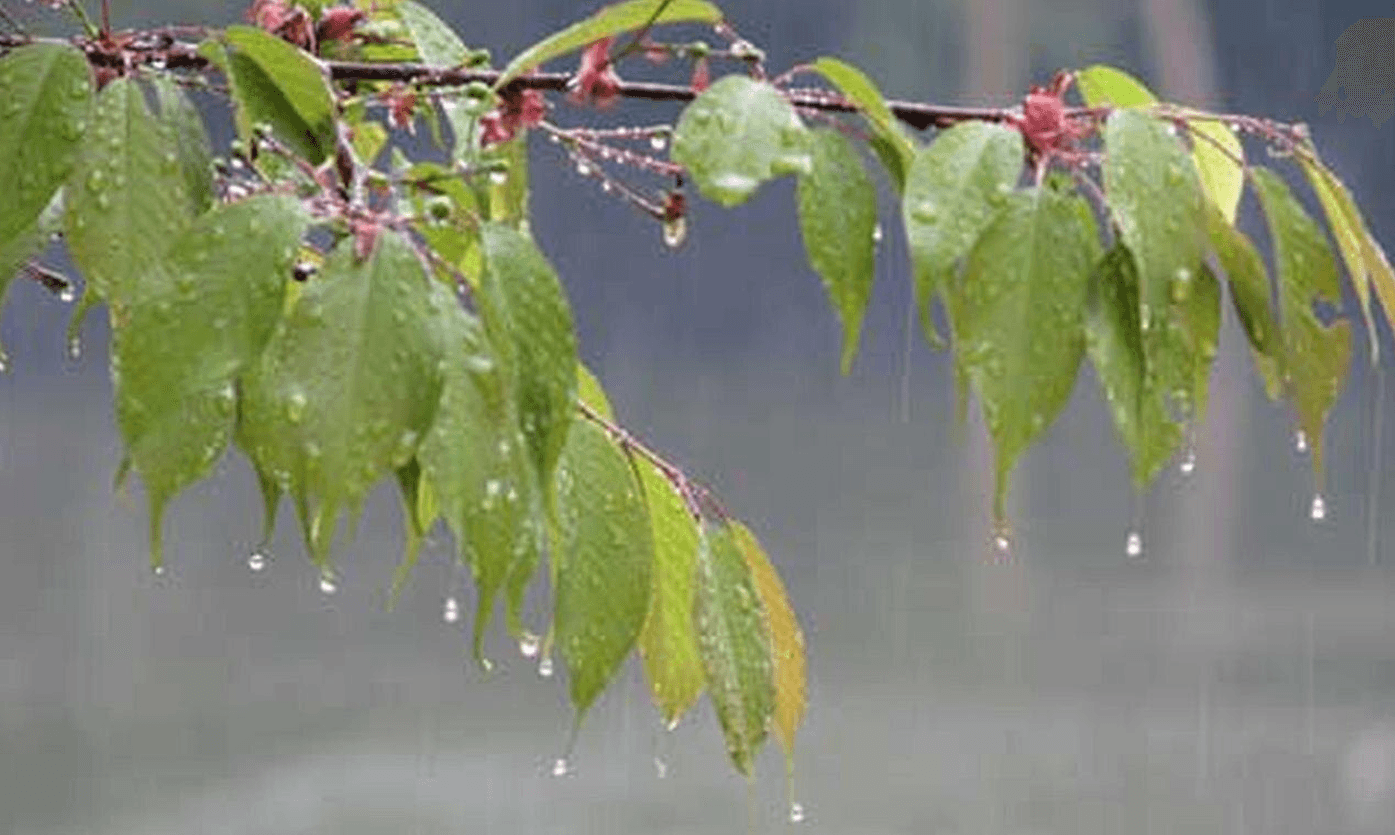 Чому травневий дощ такий важливий: 7 переваг для природи і людей