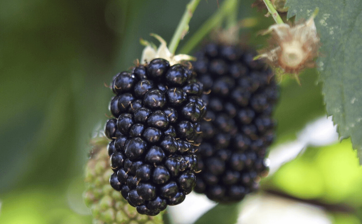 оина без колючок