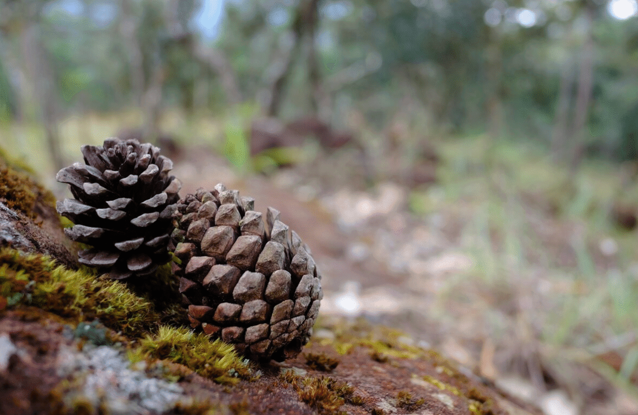 Соснові шишки
