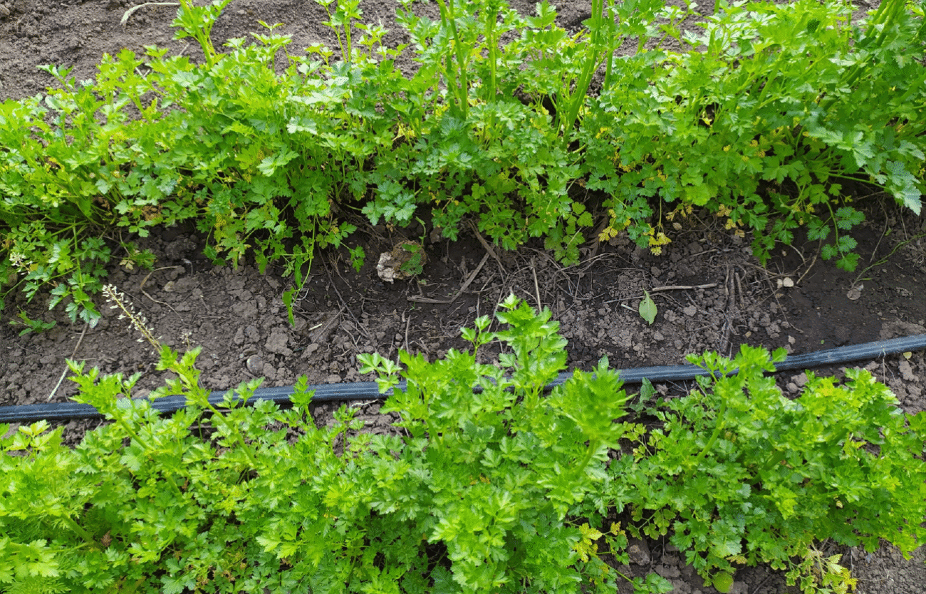 Як легко виростити зелень у саду чи на балконі у 2025 році