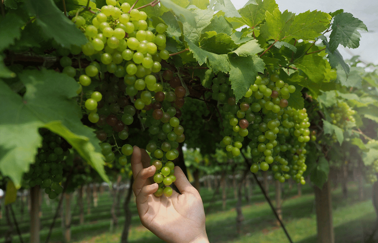 Обрізка винограду у 2025: Прості кроки для рясного врожаю