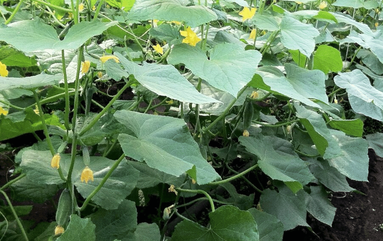 3 прості інгредієнти для підживки огірків – врожай швидше вже на тиждень!