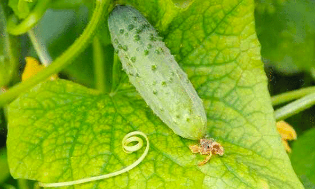 Жовтіє листя на огірках і не знаєте, що з цим робити? Перевірений народний метод Без хімії!