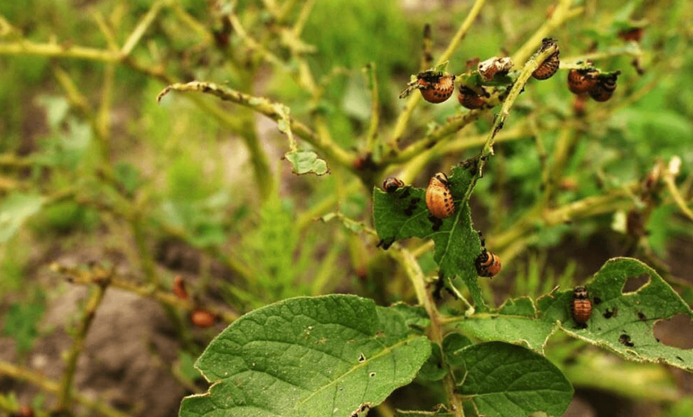 3 перевірені методи боротьби з колорадським жуком