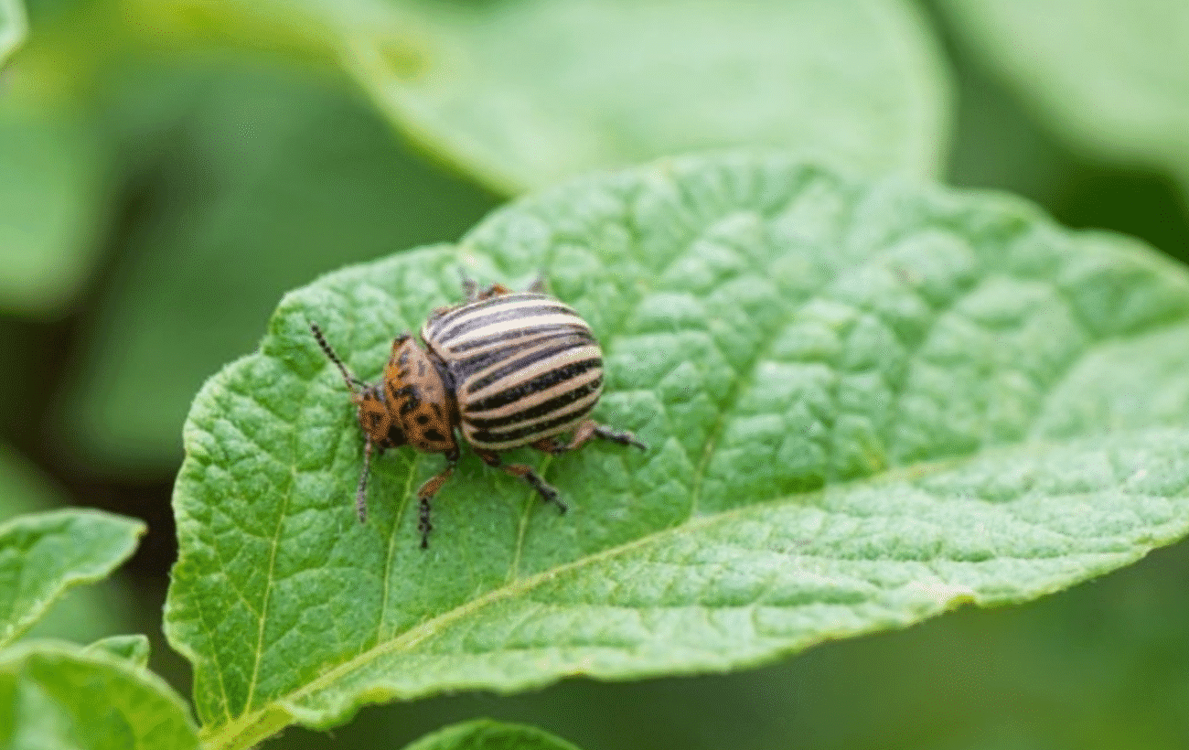 3 перевірені методи боротьби з колорадським жуком