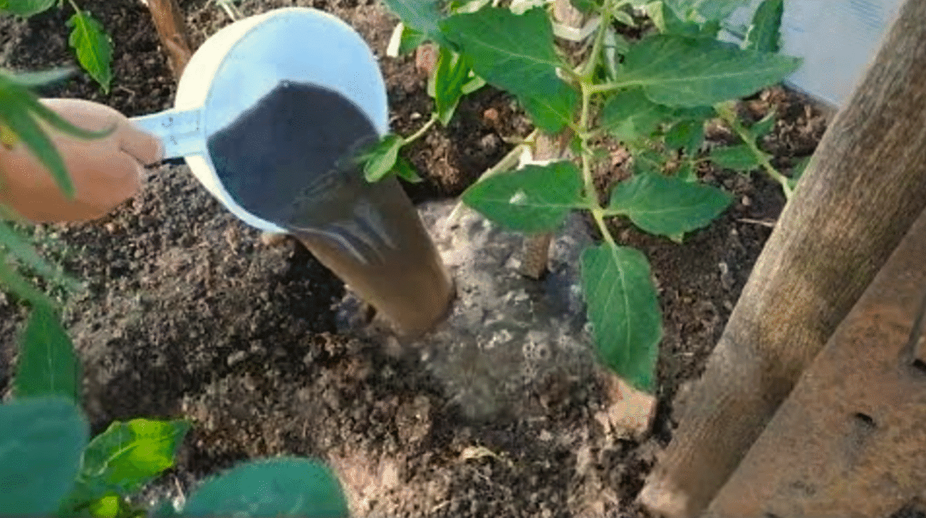 Чим підживити помідори? Корисне добриво із золи (попелу) та йоду