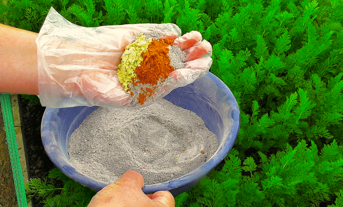 Чим підживити моркву, щоб виросла великою і солодкою! Просто посипаю цим між рядами