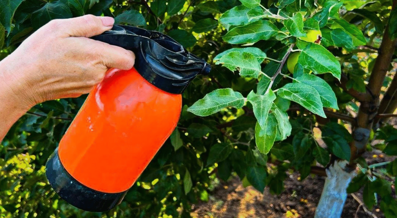 Бордоська рідина