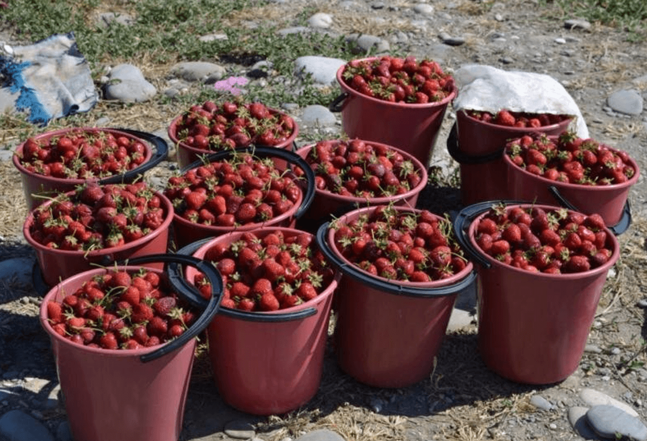 Підживлення полуниці борною кислотою - як змусити полодносити рясно