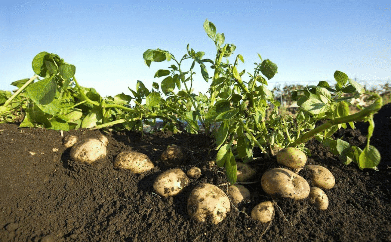 7 помилок, через які ваша картопля не дає урожаю: як їх уникнути