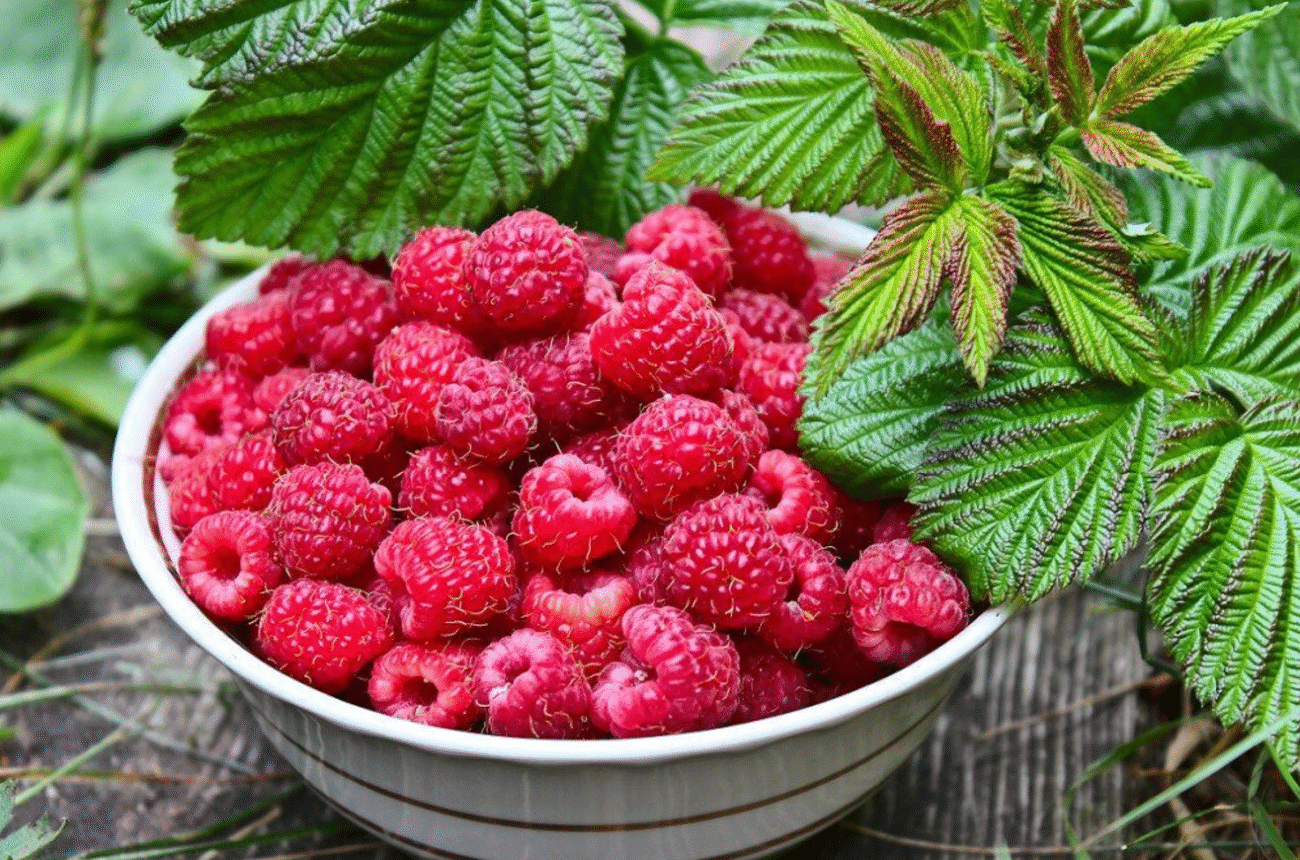 9 перевірених порад, які допоможуть вам виростити здорові кущі малини