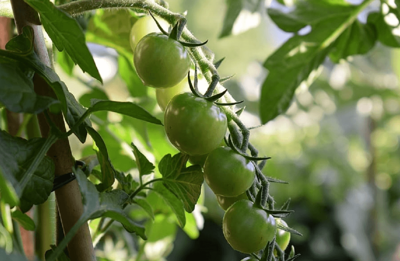 Пасинкування томатів у червні: як правильно і навіщо це робити