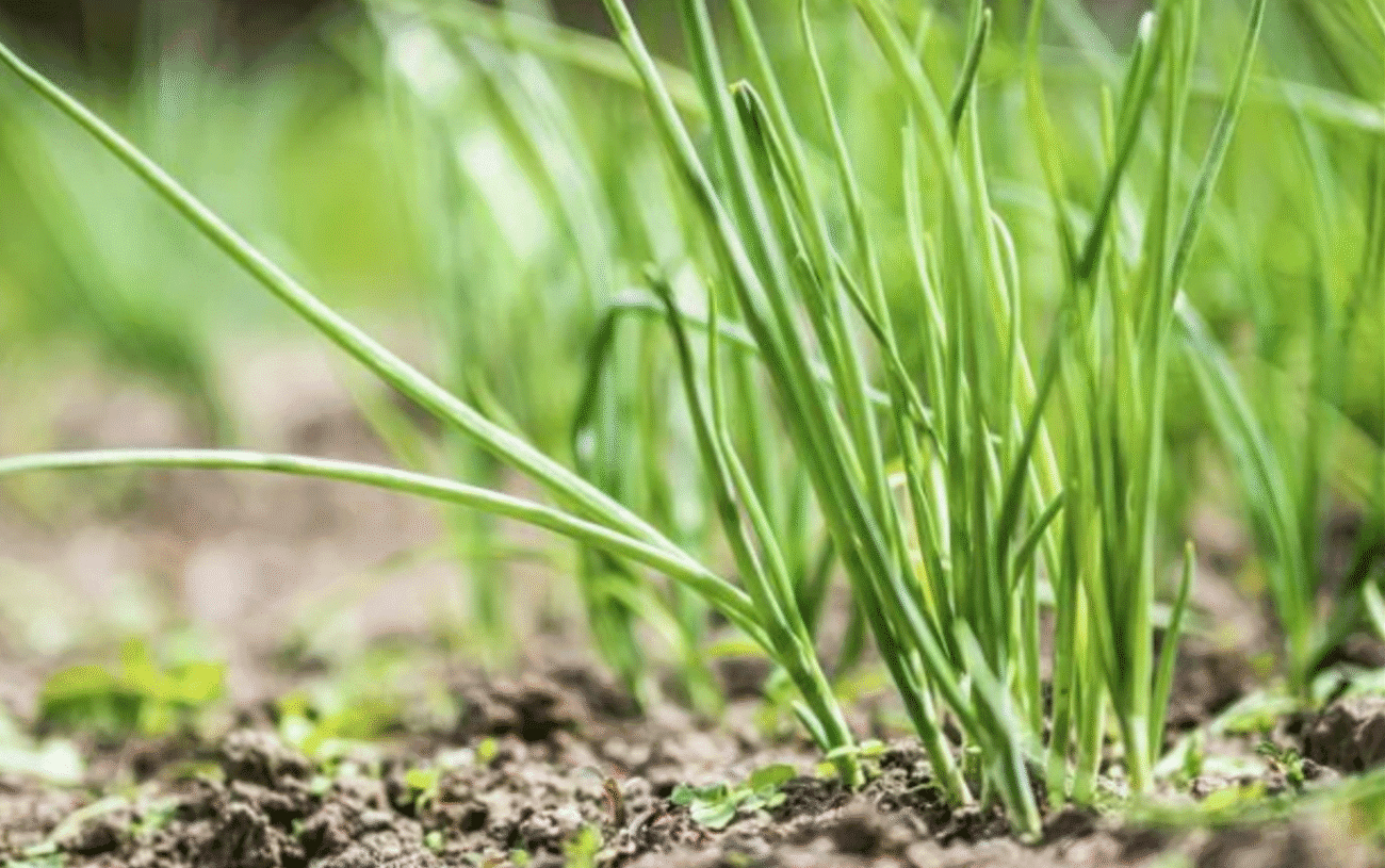 Полив цибулі сольовим розчином: народний метод для здорового врожаю