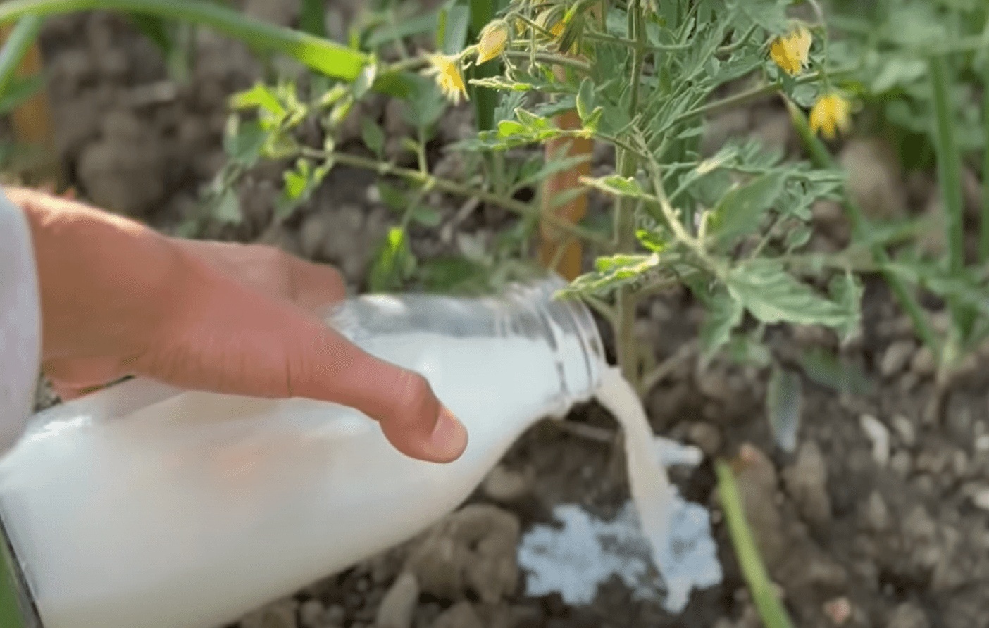 молоко, як добриво