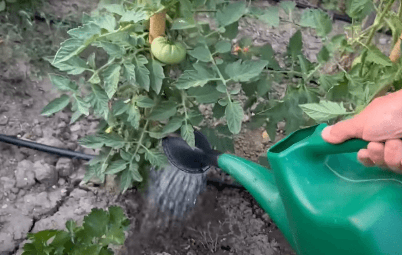 полив помідорів содою