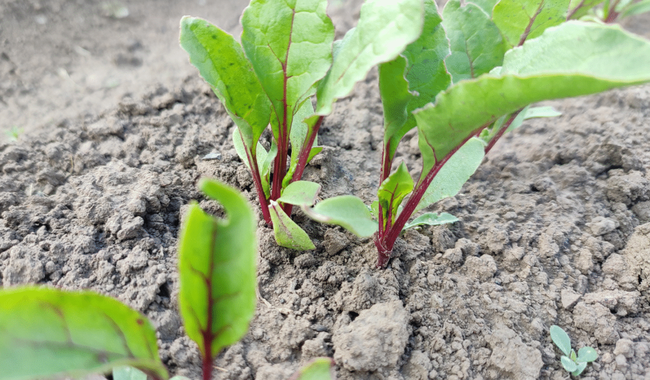 Чим підгодувати моркву та буряки після 20 червня, щоб урожай був рекордним
