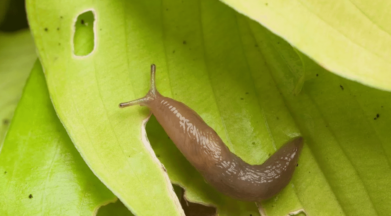 Ефективні способи боротьби зі слимаками на городі