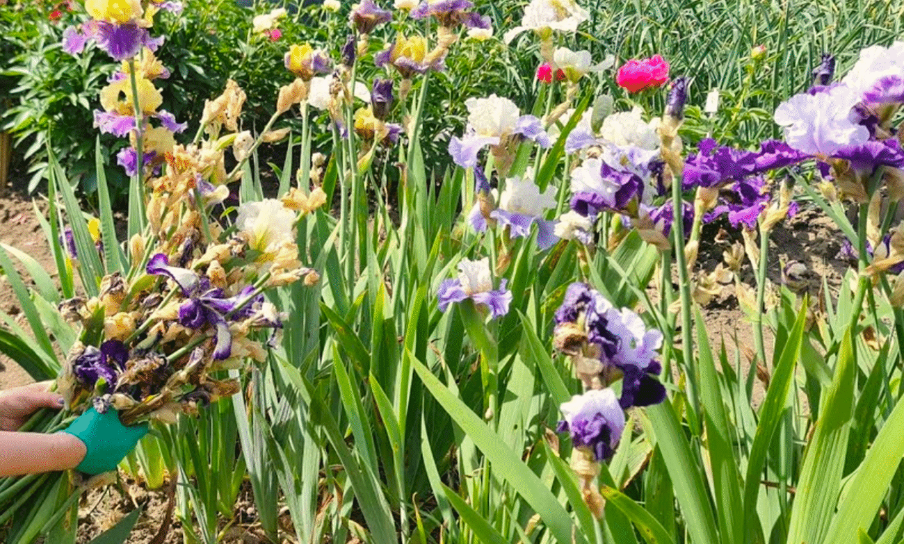 догляд за ірисами