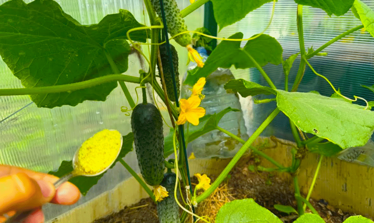 натуральне підживлення для огірків
