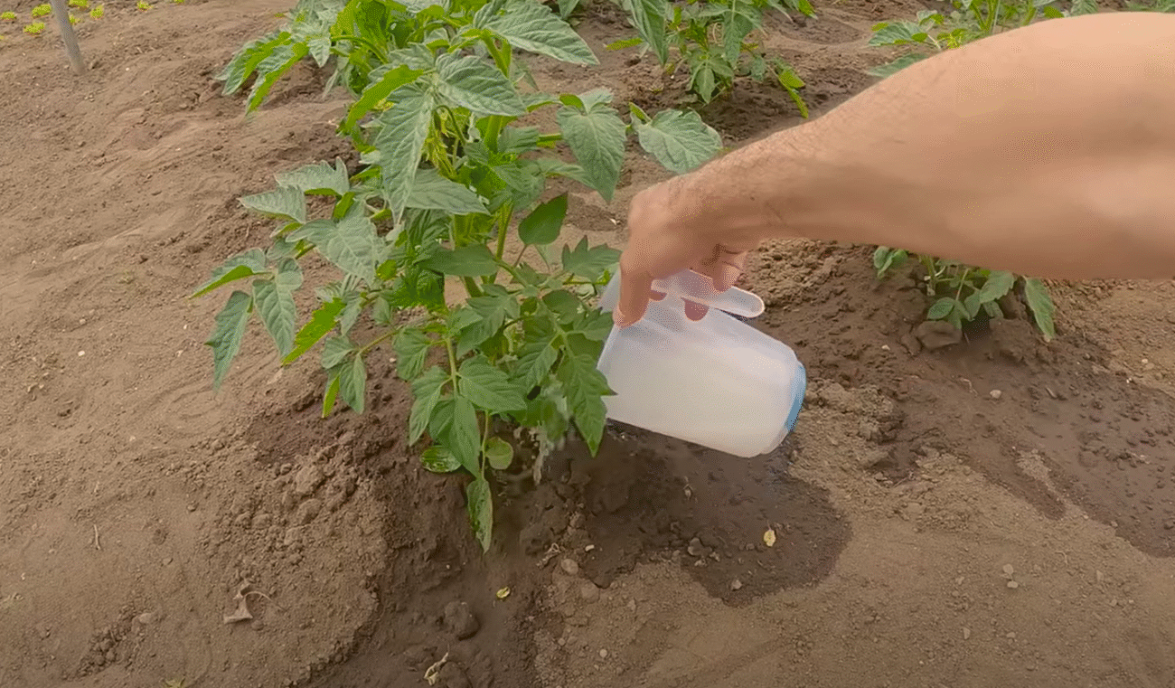 Дріжджовий розчин - Біо добриво для Помідорів! Приголомшливий реезультат!