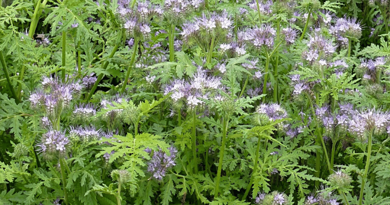 Чим замінити гній на городі: фацелія як природне добриво