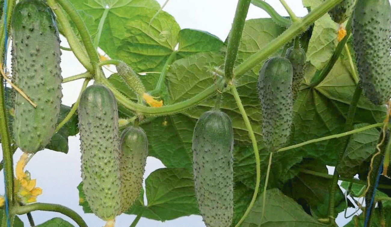 Що зробити з огірками на початку липня, щоб був урожай, як у казці!