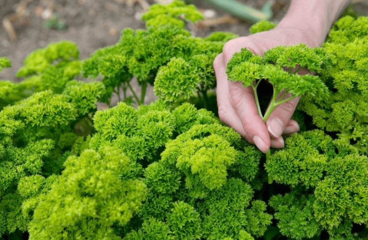 Петрушка: більше ніж просто приправа